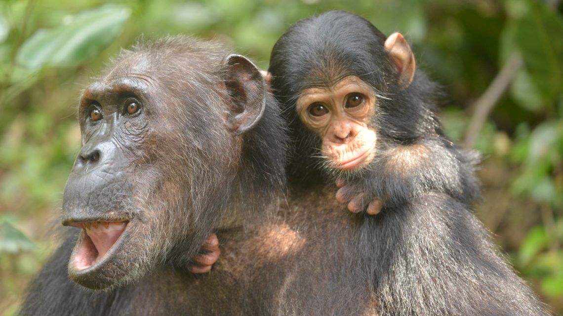 It Takes a Village: Chimpanzee Babies Do Better When Their Moms Have Social Connections