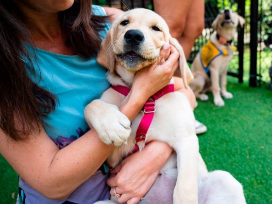 Duke’s Puppy Kindergarten Deepens Understanding of Man’s Best Friend, Human-Dog Bond