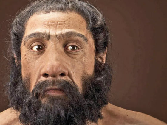 Fossil Skulls May Reveal When And Where Neanderthals And Modern Humans Mated