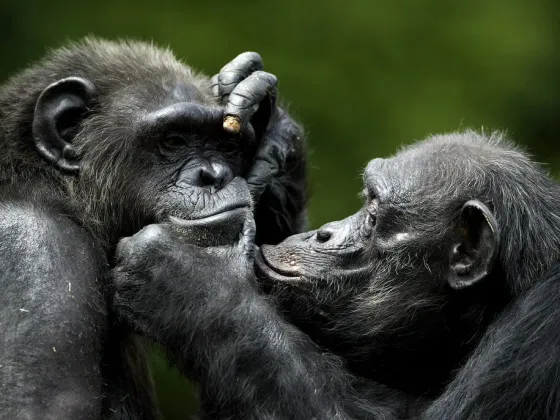 two chimpanzees groom each other