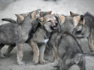 Wolf puppies playing