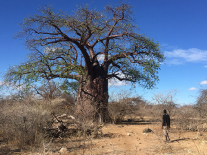 Hazda man walks towards huge tree in a desert environment