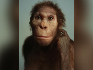 reconstruction of Autralopithecus sediba face
