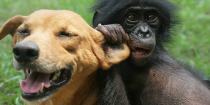 bonobo dog