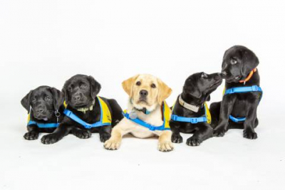 They're Puppies Now, But They're the Service Dogs of the Future