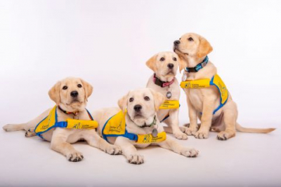 Waiting to Serve: Duke Puppy Kindergarten Students Promote the Value of Service Dogs