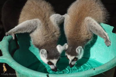 Drug-Resistant Bacteria Found In The Guts Of Lemurs Who Live Around Humans
