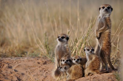 Cooperation Has a Dark Side, and Meerkats Are Helping Us See It