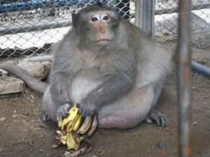 Duke Evolutionary Anthropologist Says Humans aren’t the only fat primate