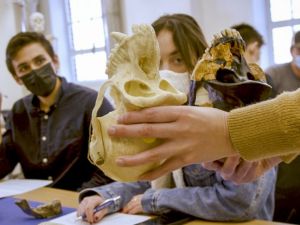 students studying skull