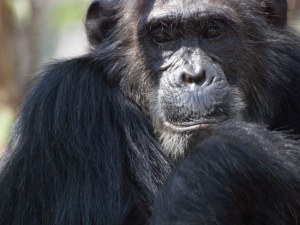 Long-term Research on Chimpanzees Offers New Clues to the Puzzle of Personality