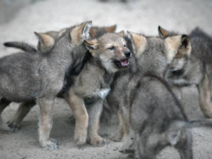 You Can Snuggle Wolf Pups All You Want, They Still Won’t ‘Get’ You Quite Like Your Dog 