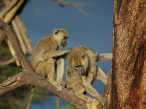 Male Baboons With Female Friends Live Longer 
