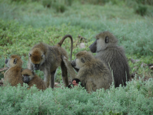 Duke Research Shows Baboons Can Recover From Childhood Trauma With a Little Help From Their Friends