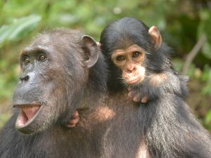 It Takes a Village: Chimpanzee Babies Do Better When Their Moms Have Social Connections