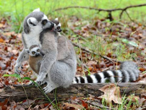Lemur Sex Role Reversal Gets Its Start in the Womb