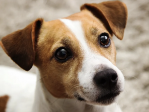 Duke Evolutionary Anthropologist Answers "Can Dogs Understand Human Language?"