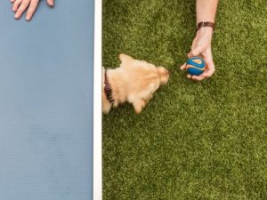 A hand holds out a toy for a dog, as seen from above