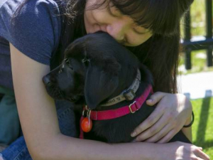 Brian Hare | Vanessa Woods: We Need Time To Ease Back Into Our Pre-COVID Lives. So Do Our Dogs.