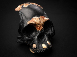 First ancient fossil of Homo naledi child found in the Cradle of Humankind