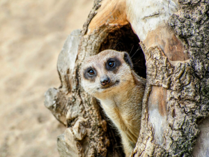 Matriarchal Meerkat Leaders are Driven by Testosterone