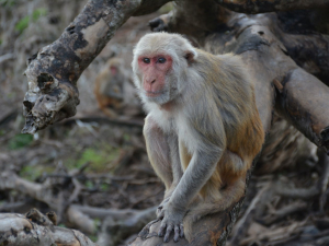 Monkey Study Featuring Tung Lab Data Reveals a Troubling Link Between Natural Disasters and Aging 
