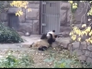 Why Are Pandas Covering Themselves With Horse Manure?