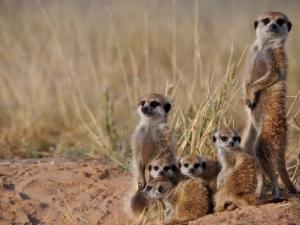 Cooperation Has a Dark Side, and Meerkats Are Helping Us See It