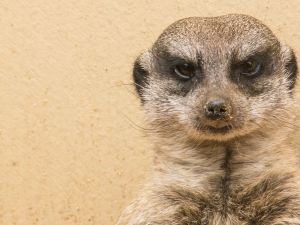 Duke Evolutionary Anthropologist Finds Out Why Some Female Meerkats Have a Brutal, Bloodthirsty Streak