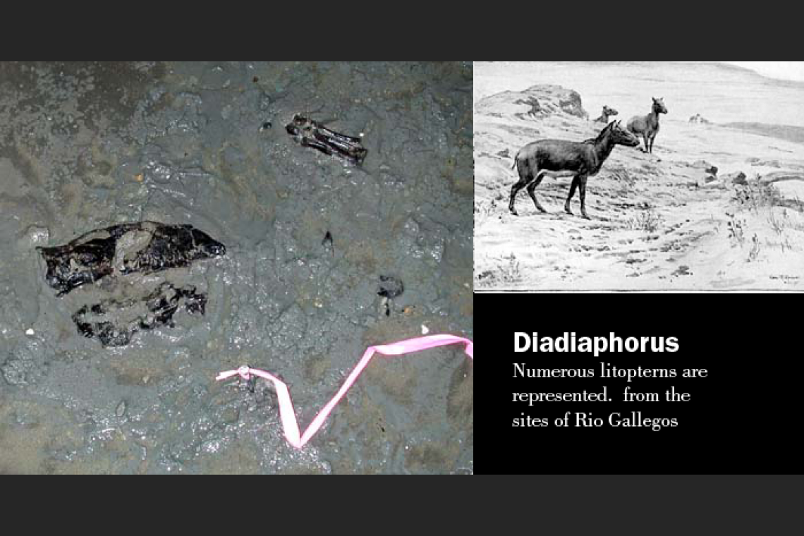 Diadiaphorus